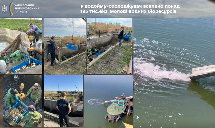 До водойми Зміївської ТЕС випустили понад 195 тис. екземплярів риби